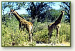 Giraffes in Etosha
